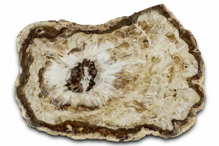 Colorful Petrified Wood Slab - Weird Grain Patterns #355345